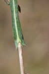 Willowleaf lettuce